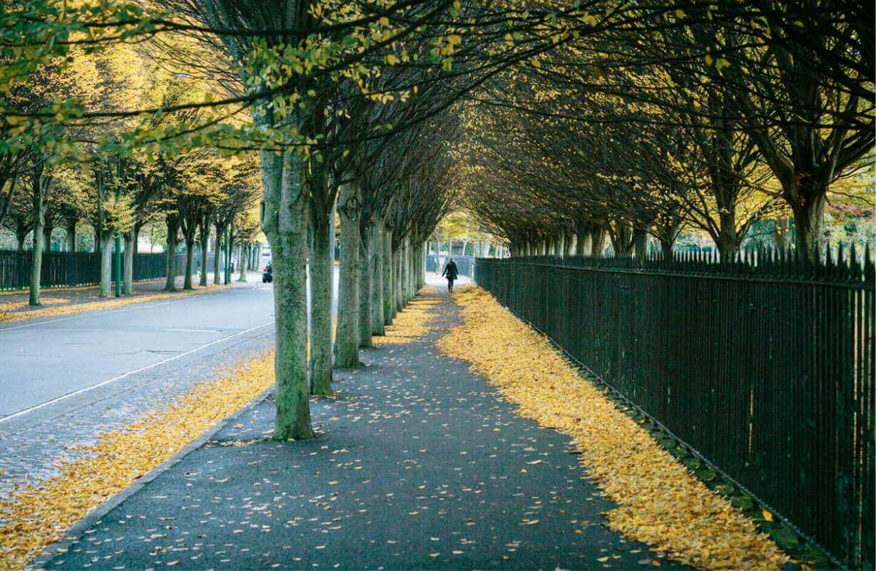 Original Park Railings by Richard Turner at Herbert Park with picturesque autumnal leaves